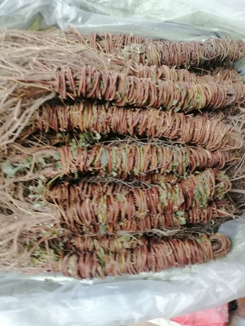 【产地直供】鸡骨草纯无硫鸡骨草现货批发可视频看货