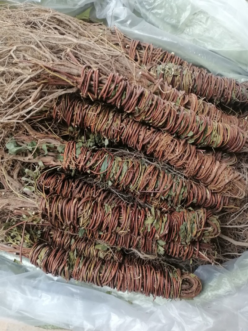 【产地直供】鸡骨草纯无硫鸡骨草现货批发可视频看货