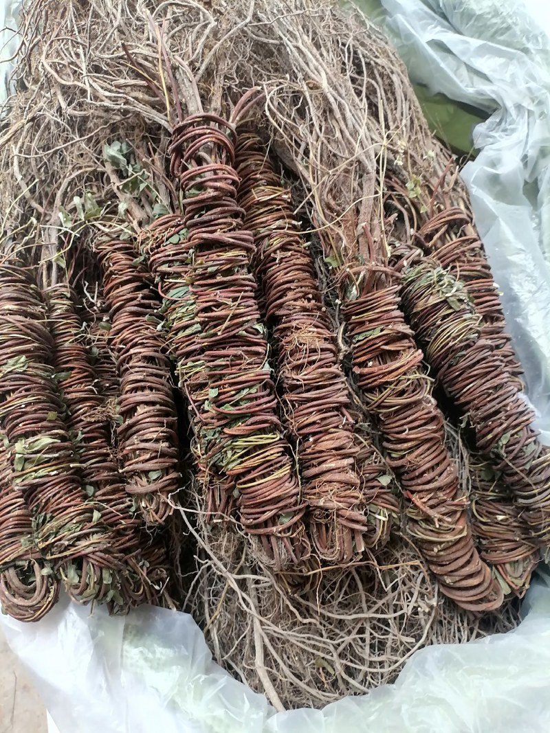 【产地直供】鸡骨草纯无硫鸡骨草现货批发可视频看货