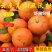 云南红河沃柑/云南蜜桔/高山蜜桔/云南蜜桔