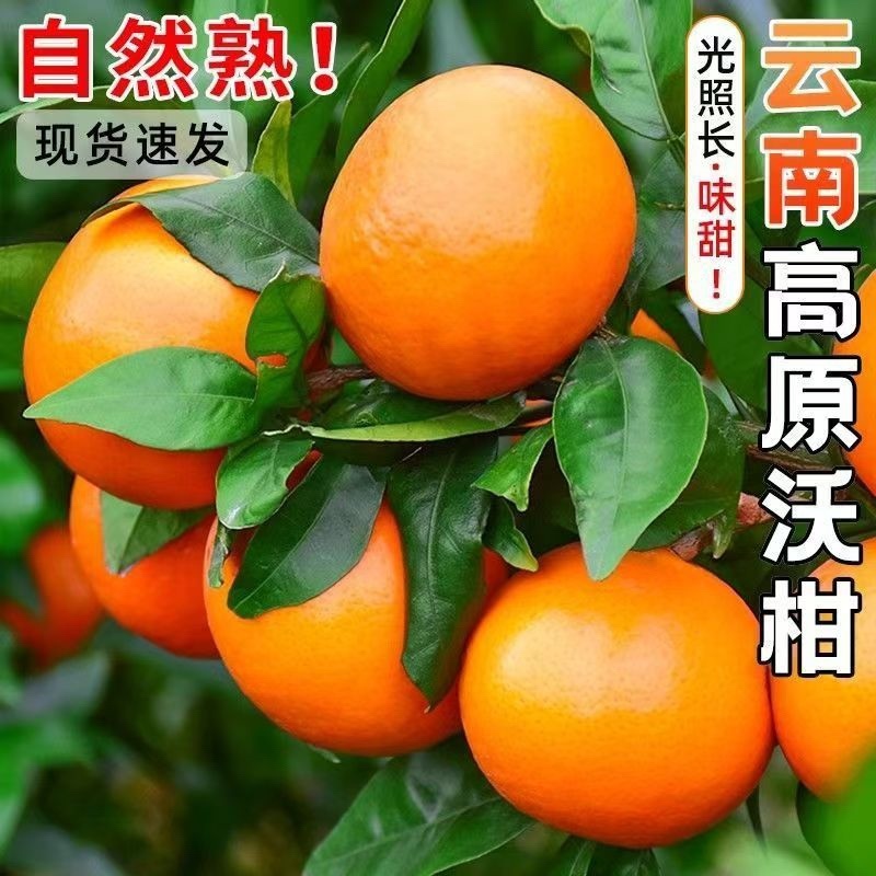 云南红河沃柑/云南蜜桔/高山蜜桔/云南蜜桔