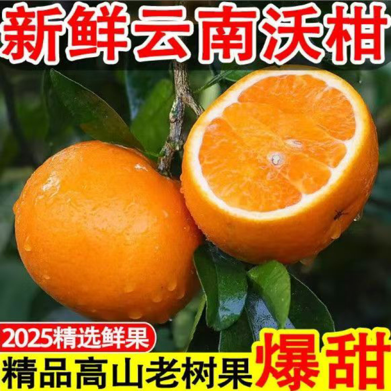 云南红河沃柑/云南蜜桔/高山蜜桔/云南蜜桔