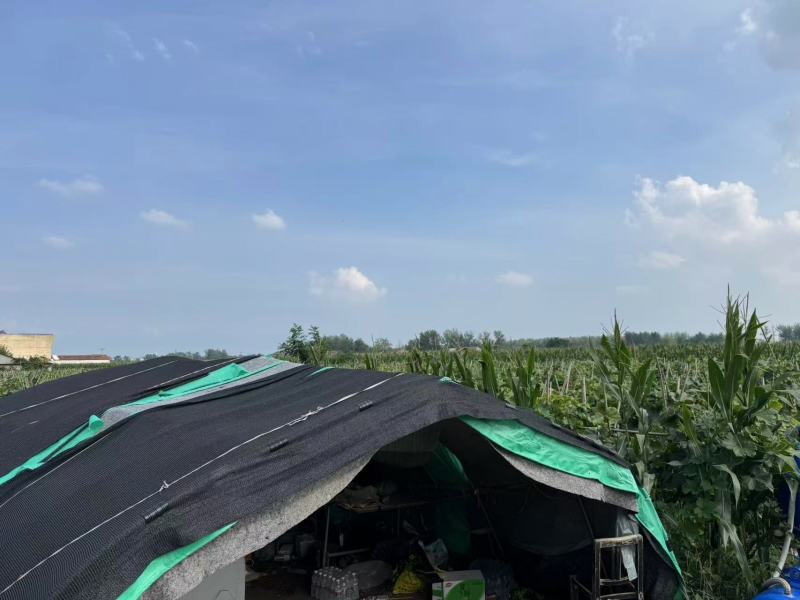 河南永城冬瓜大量上市中，一手货源视频看货，对接全国电话