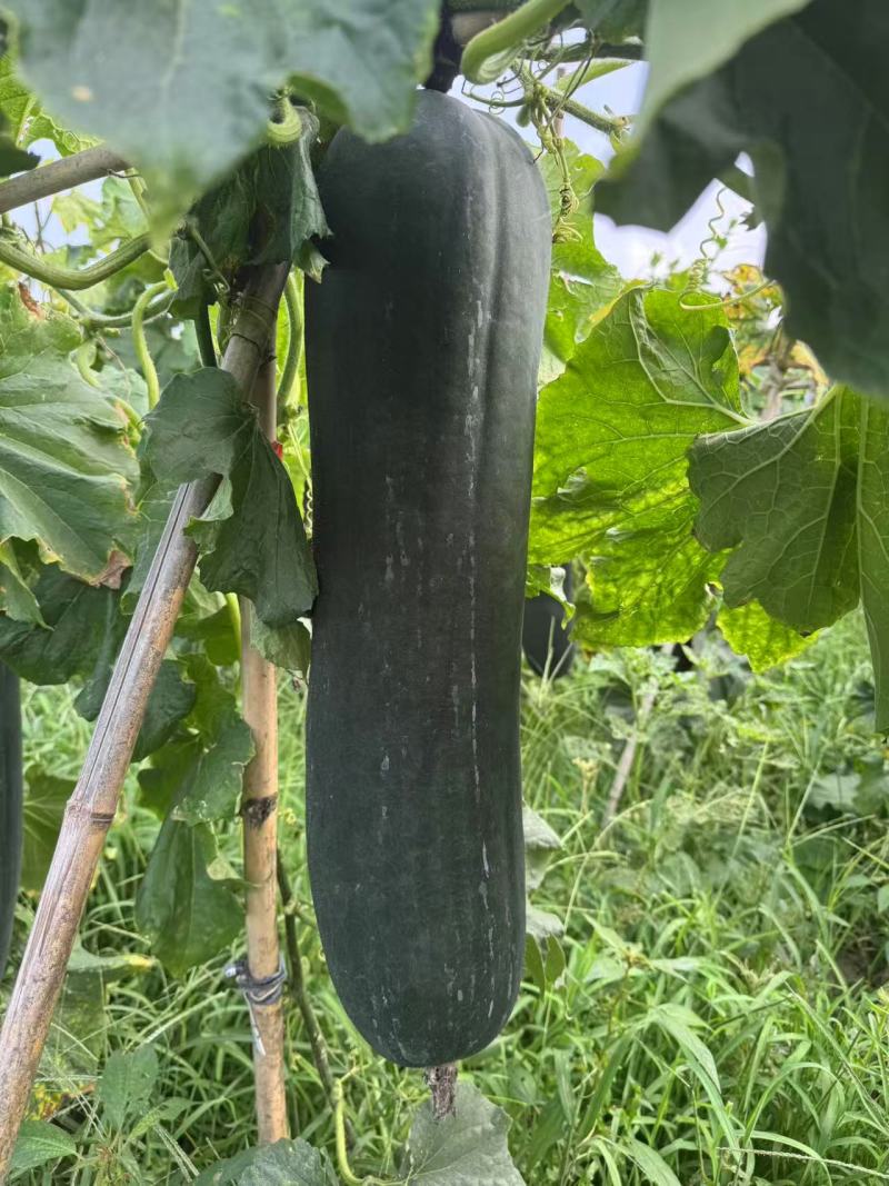 河南永城冬瓜大量上市中，一手货源视频看货，对接全国电话