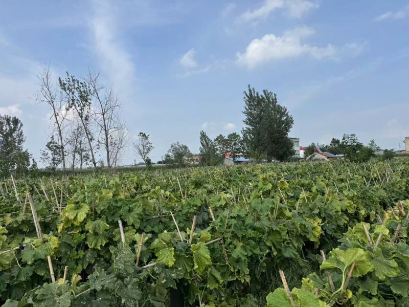 河南永城冬瓜大量上市中，一手货源视频看货，对接全国电话