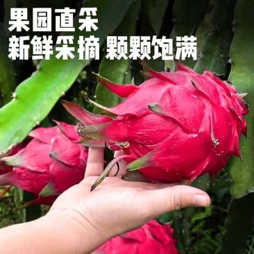 云南红河红心火龙果/农家种植的/高山火龙果