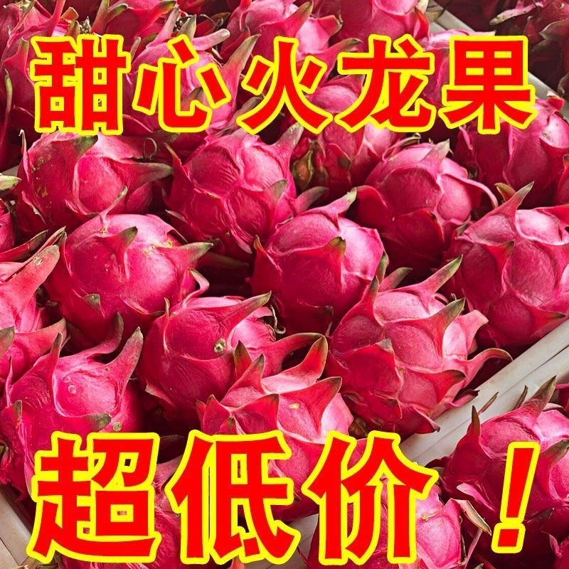 云南红河红心火龙果/农家种植的/高山火龙果