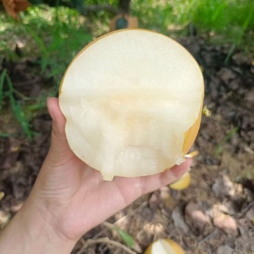 秋月梨大量现货