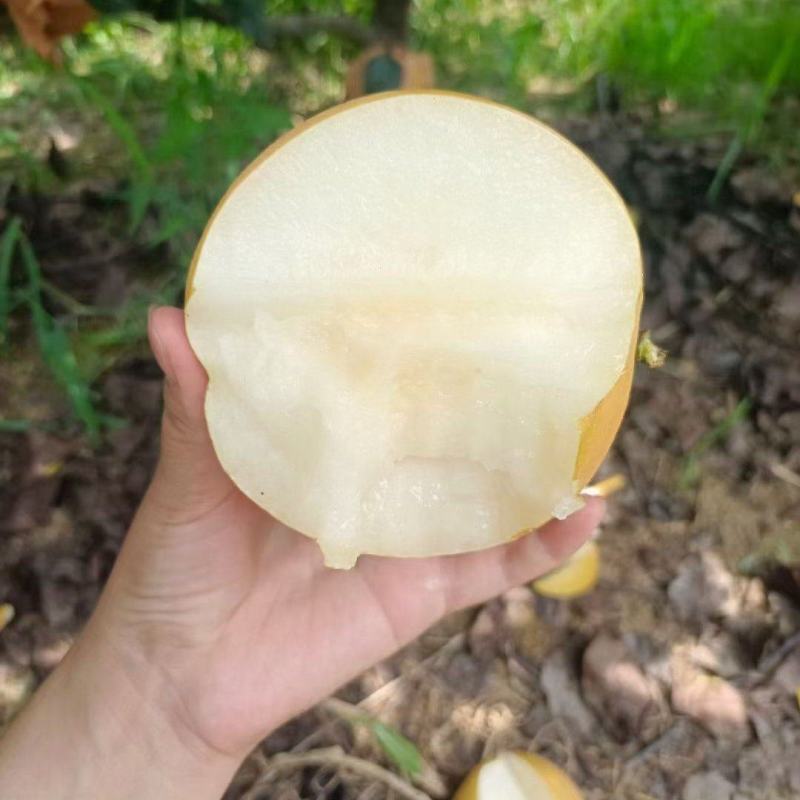 秋月梨大量现货