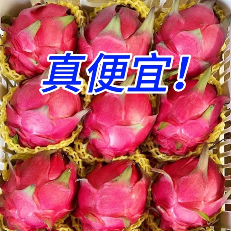 云南红河红心火龙果/农家种植的/高山火龙果