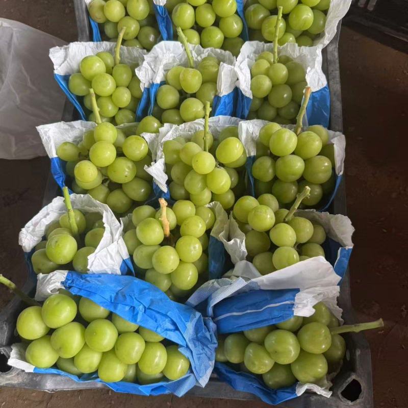 河南永城阳光玫瑰葡萄大量上市中，一手货源视频看货电话联系