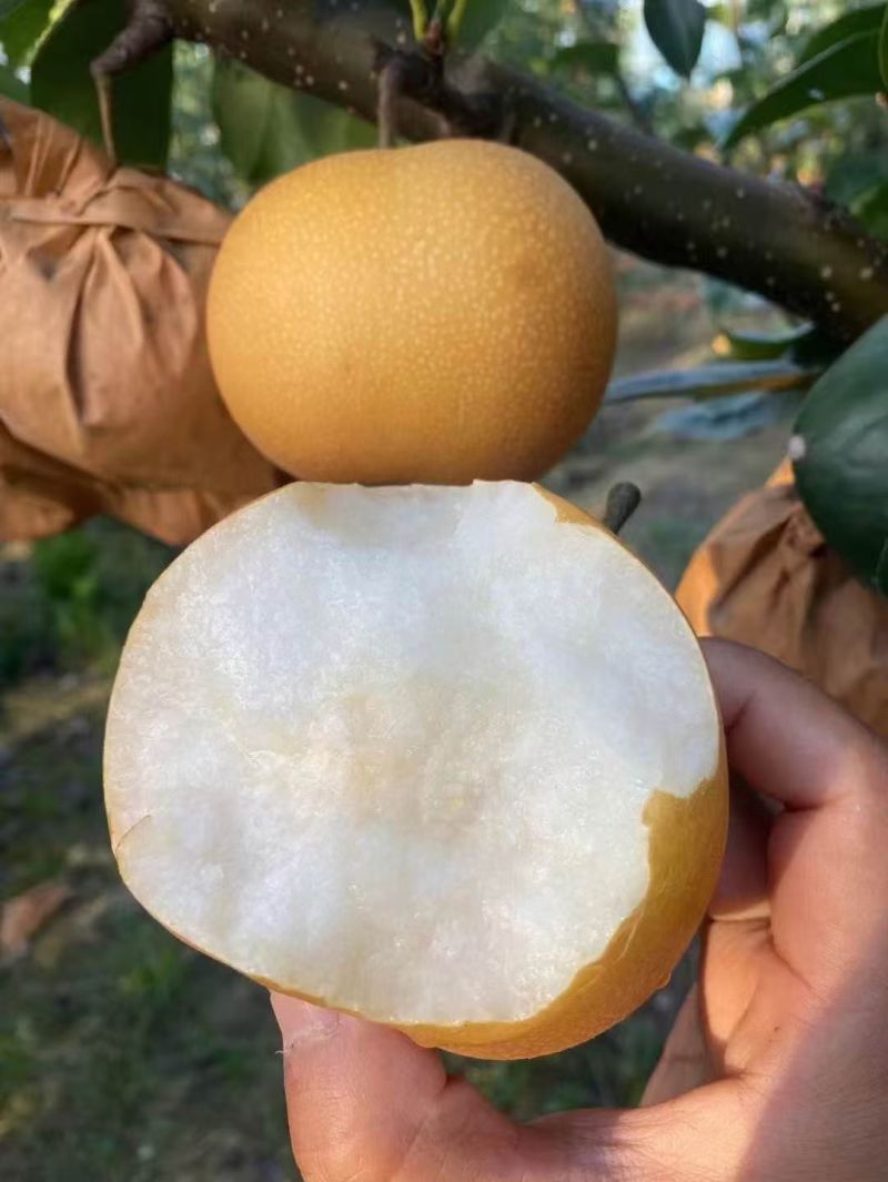秋月梨大量现货