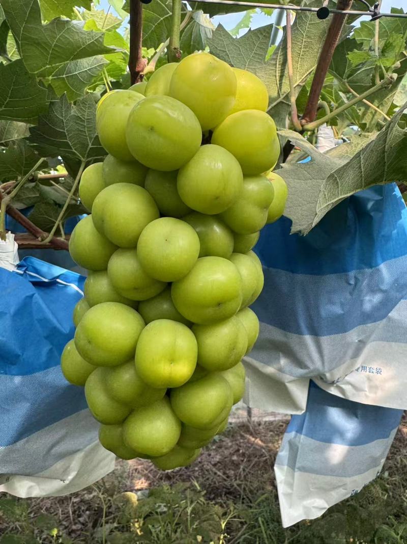 河南永城阳光玫瑰葡萄大量上市中，一手货源视频看货电话联系