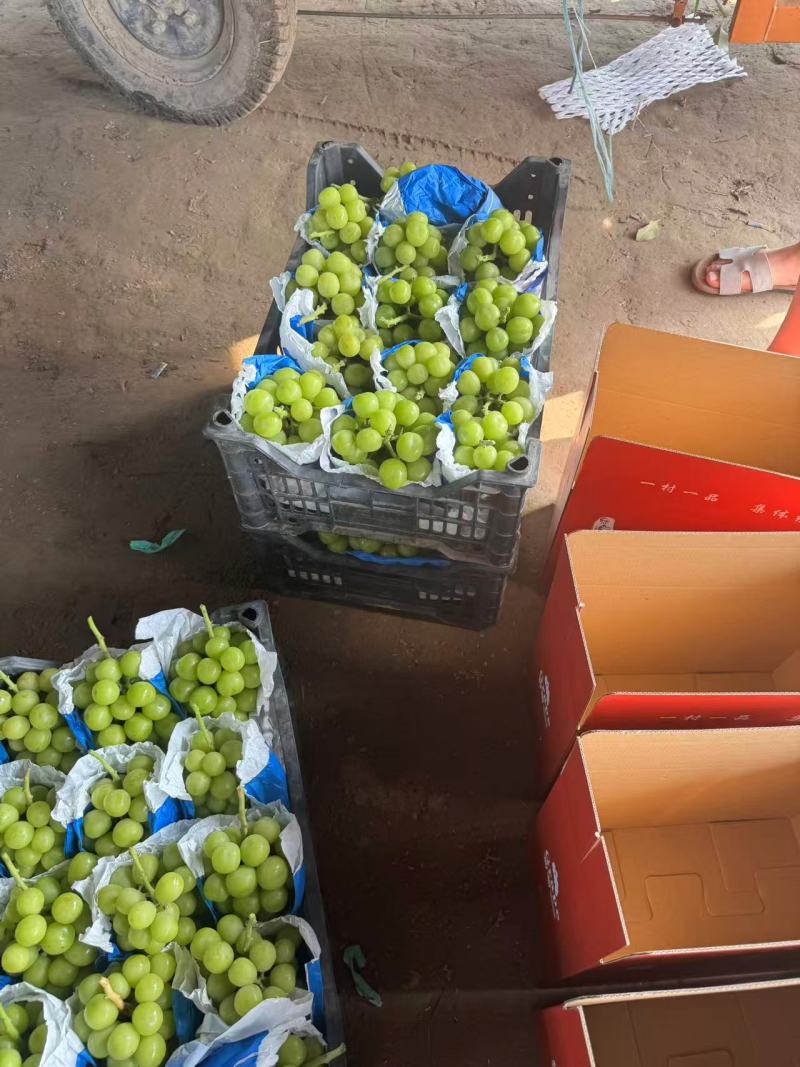 河南永城阳光玫瑰葡萄大量上市中，一手货源视频看货电话联系