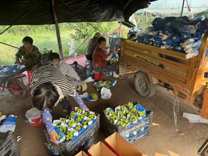 河南永城阳光玫瑰葡萄大量上市中，一手货源视频看货电话联系