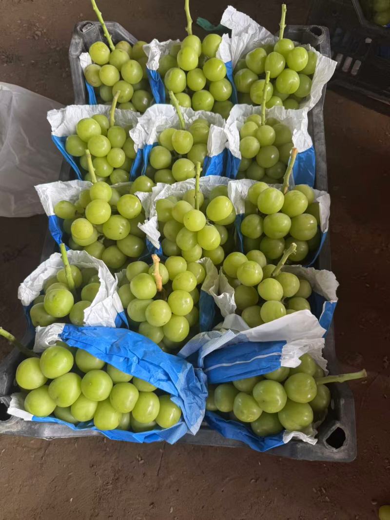 河南永城阳光玫瑰葡萄大量上市中，一手货源视频看货电话联系