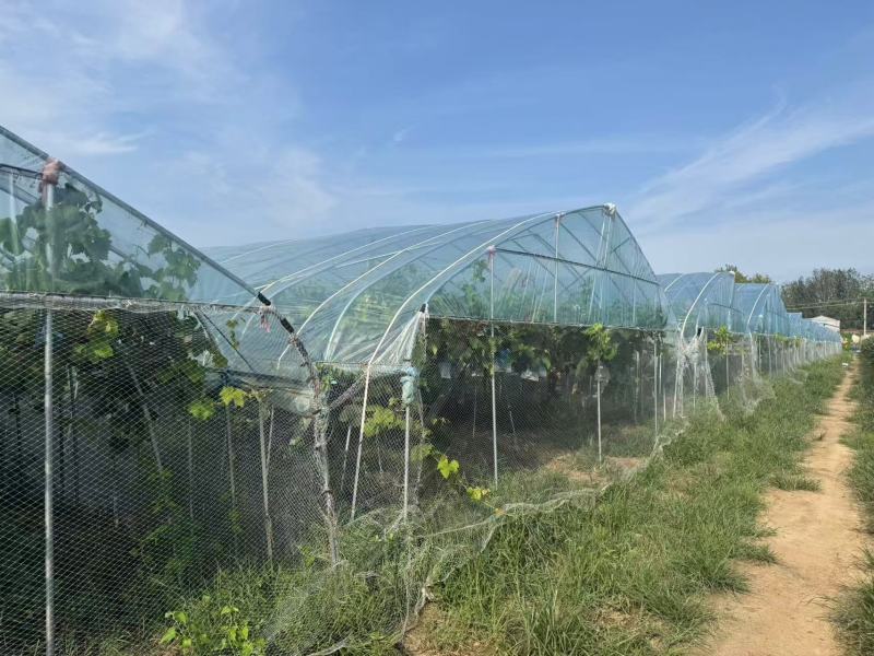 河南永城阳光玫瑰葡萄大量上市中，一手货源视频看货电话联系