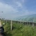 河南永城阳光玫瑰葡萄大量上市中，一手货源视频看货电话联系