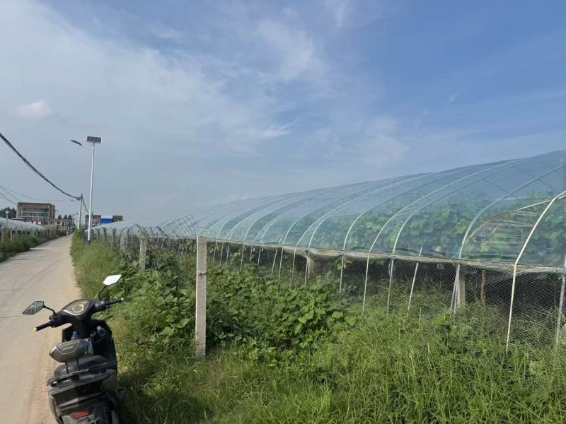 河南永城阳光玫瑰葡萄大量上市中，一手货源视频看货电话联系