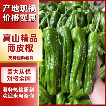 高山精品薄皮椒承接加工批发市场社区团购电商颜色靓丽卖相好量大