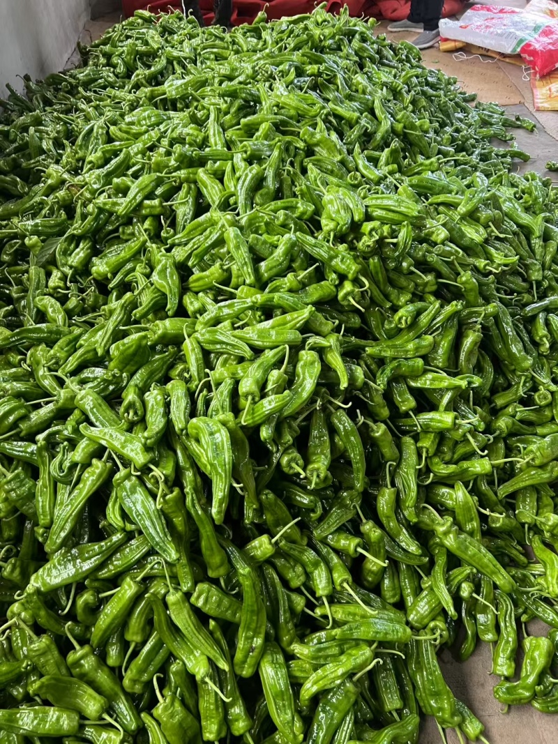 高山精品薄皮椒承接加工批发市场社区团购电商颜色靓丽卖相好量大