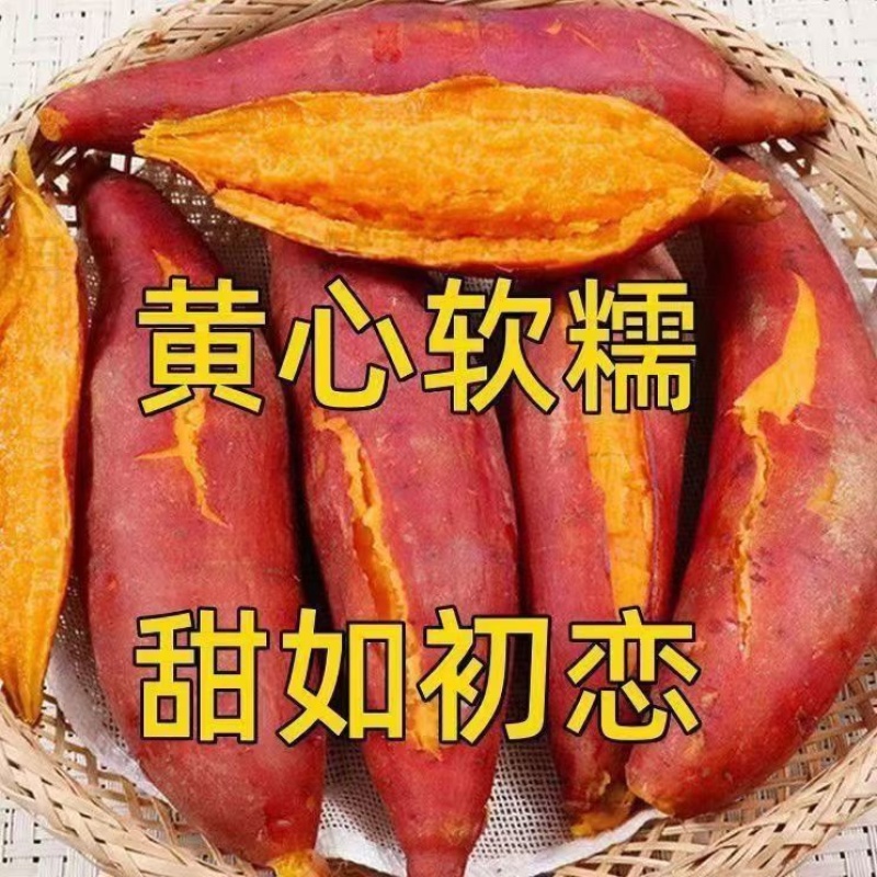 云南红河蜜薯/高山蜜薯/黄心红薯/红薯直发