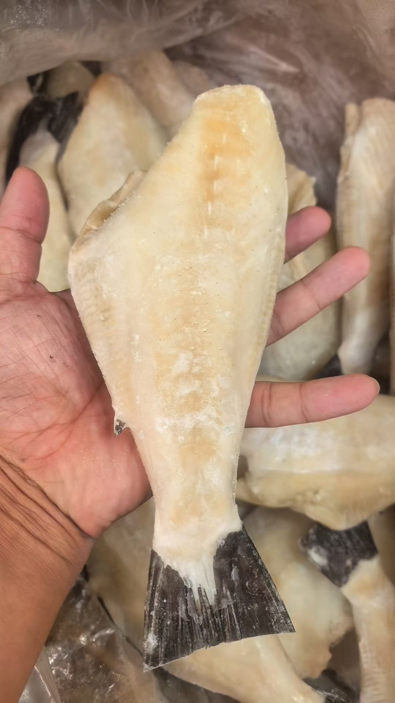 三去马面鱼免处理扒皮鱼橡皮鱼大耗儿鱼海鱼批发