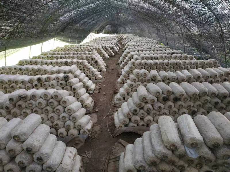 三垣农业平菇种植基地：平菇菌包出售，平菇鲜平菇出售