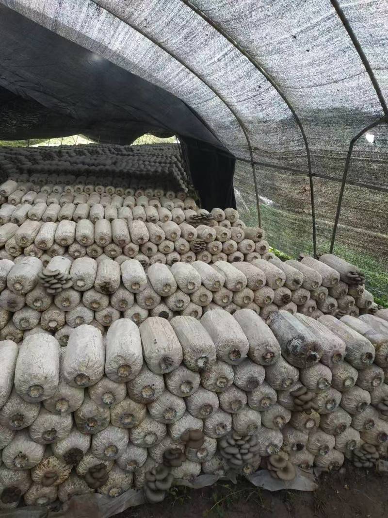 三垣农业平菇种植基地：平菇菌包出售，平菇鲜平菇出售