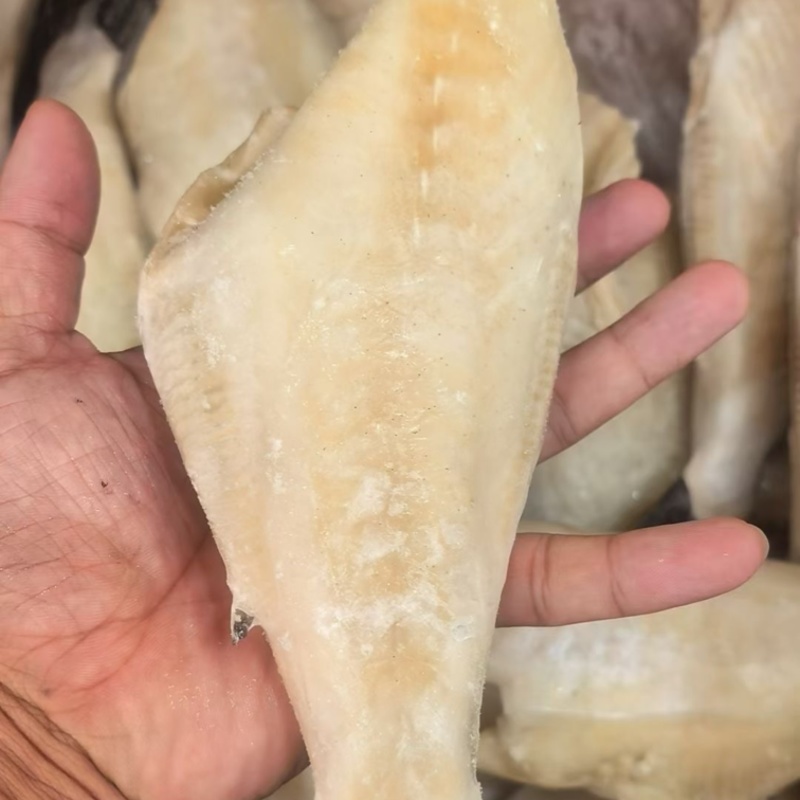三去马面鱼免处理扒皮鱼橡皮鱼大耗儿鱼海鱼批发