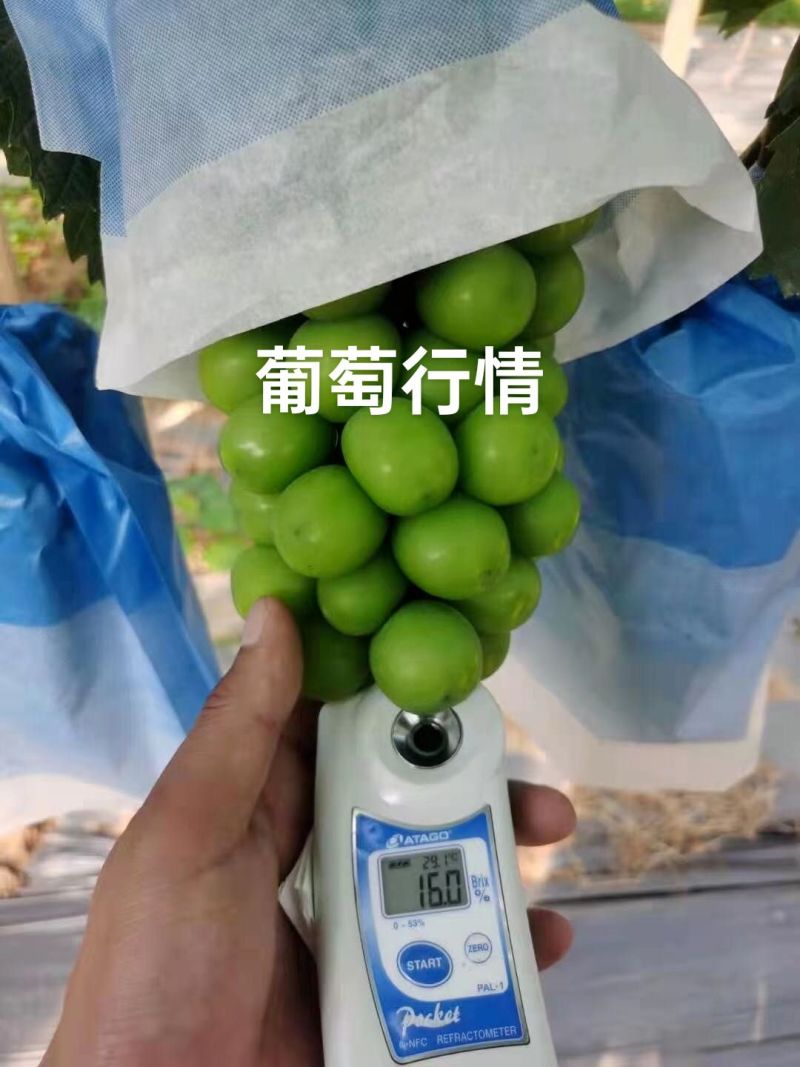 阳光玫瑰大量供应需要联系
