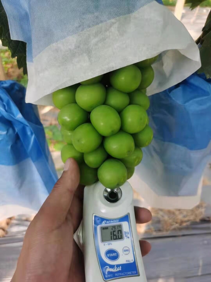 阳光玫瑰大量供应需要联系