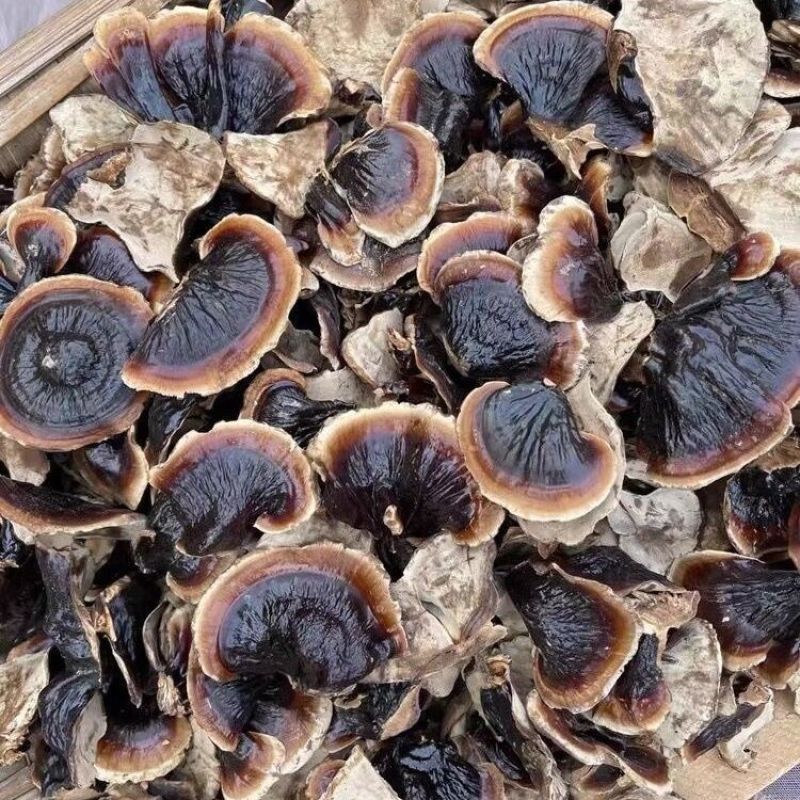 正宗小金边灵芝产地直发网红小金边电商供货泡茶泡酒煲汤