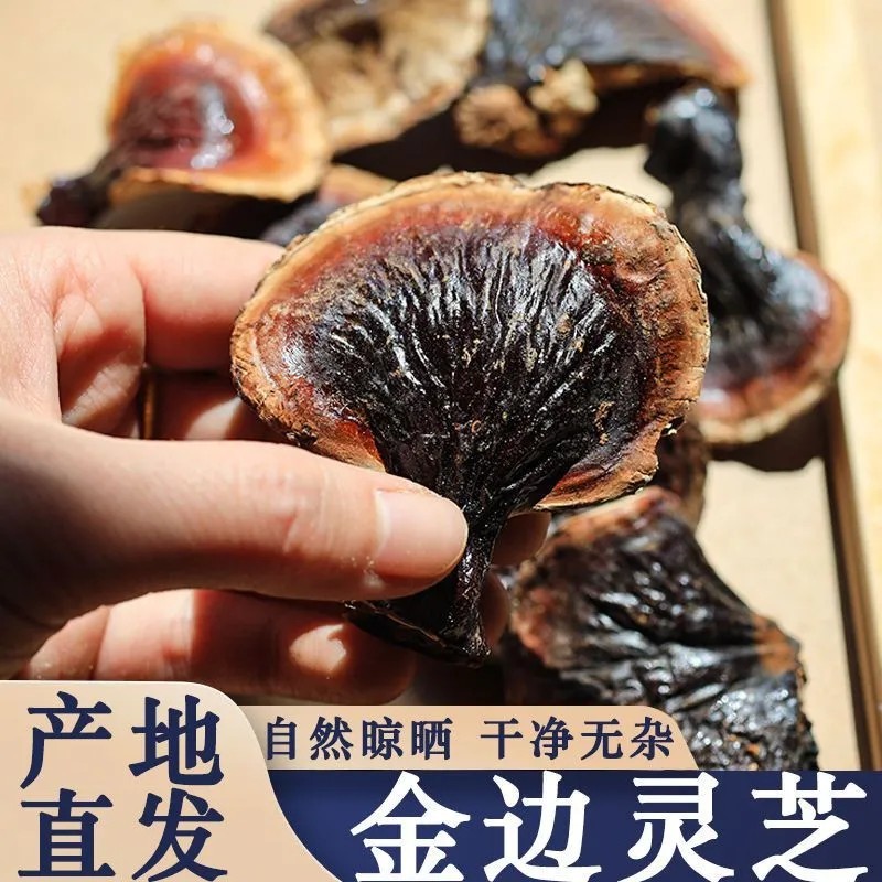 正宗小金边灵芝产地直发网红小金边电商供货泡茶泡酒煲汤