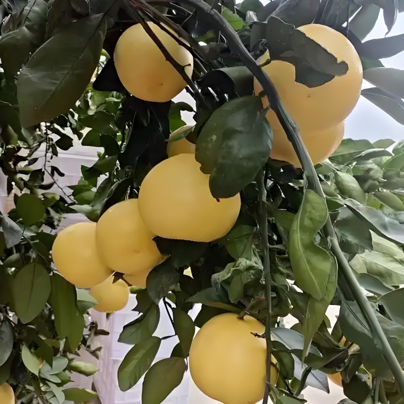 葡萄柚营养丰富，风味独特。果实略带香气，酸甜适中，多汁