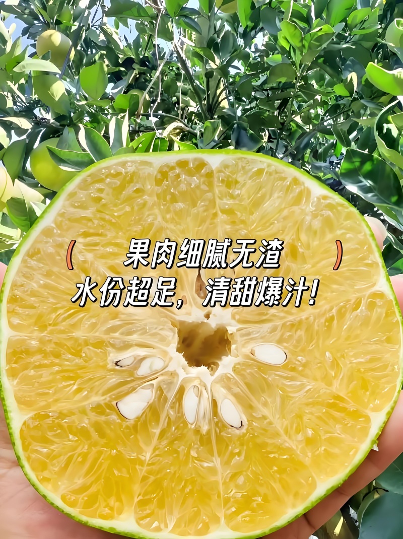 葡萄柚营养丰富，风味独特。果实略带香气，酸甜适中，多汁