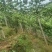 广西桂林钦蜜九号高山果大量有货/精品百香果量大