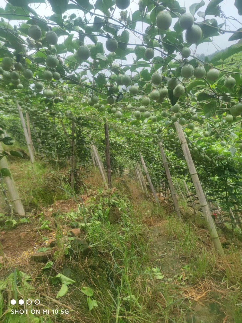 广西桂林钦蜜九号高山果大量有货/精品百香果量大
