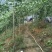 广西桂林钦蜜九号高山果大量有货/精品百香果量大