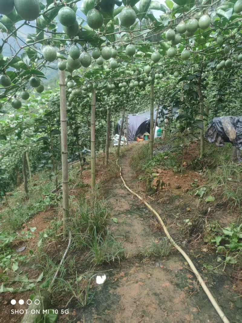 广西桂林钦蜜九号高山果大量有货/精品百香果量大