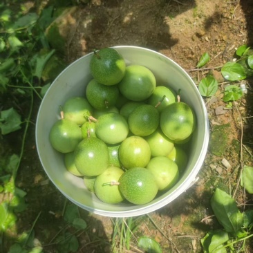 广西桂林钦蜜九号高山果大量有货/精品百香果量大