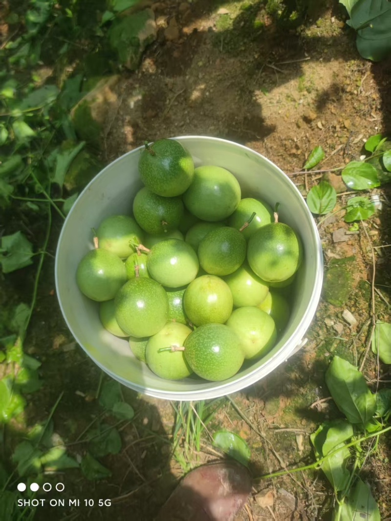 广西桂林钦蜜九号高山果大量有货/精品百香果量大