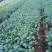 西兰花菜苗成活率高耐运输诚信经营欢迎咨询