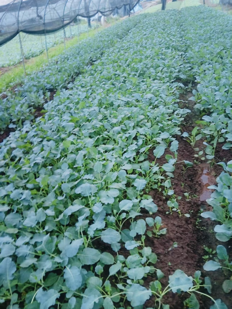 西兰花菜苗成活率高耐运输诚信经营欢迎咨询