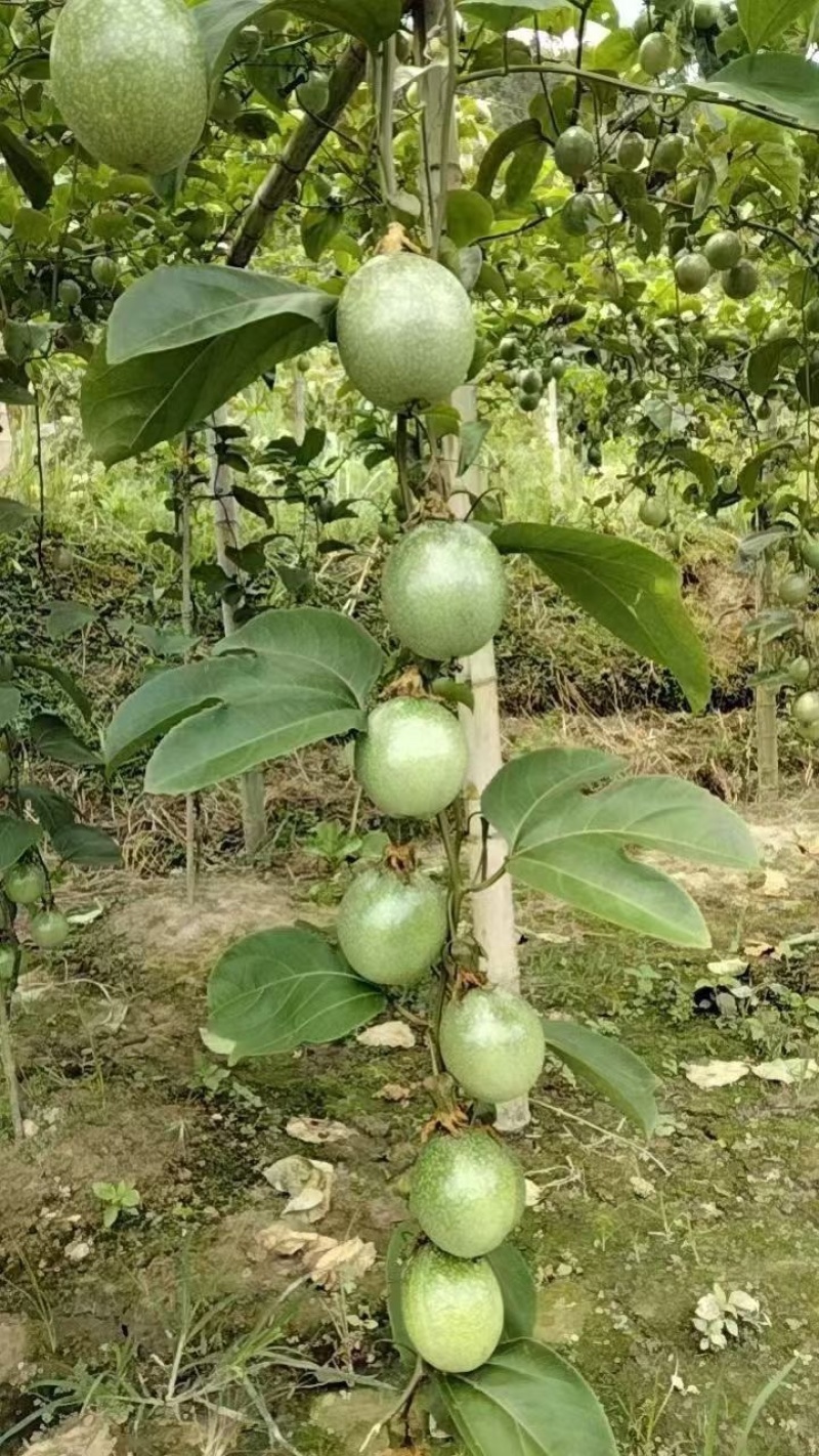 广西桂林钦蜜九号高山果大量有货/精品百香果量大