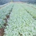 甘蓝莲花白菜苗成活率高耐运输诚信经营欢迎咨询