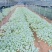 甘蓝莲花白菜苗成活率高耐运输诚信经营欢迎咨询