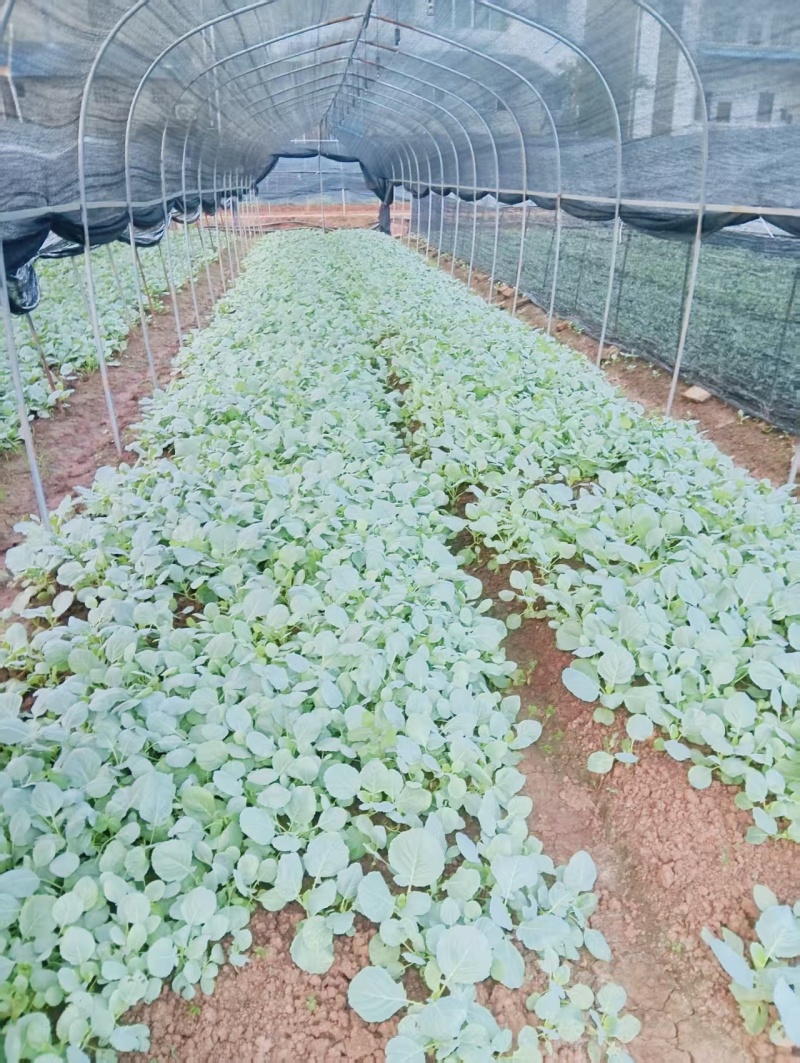 甘蓝莲花白菜苗成活率高耐运输诚信经营欢迎咨询
