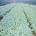 甘蓝莲花白菜苗成活率高耐运输诚信经营欢迎咨询