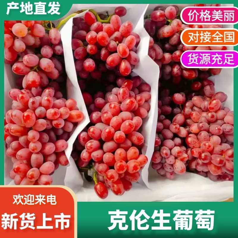 山西精品克伦生葡萄，产地直发，诚信第一，欢迎合作。